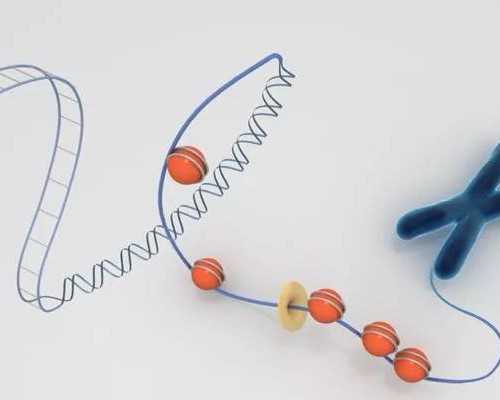 国内哪家供卵公司好点,初次做试管婴儿备孕调理饮食禁忌