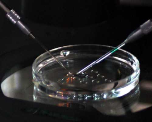 国内供卵试管的成功率,苦瓜酒有什么功效和作用（苦瓜酒）