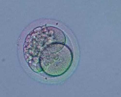 中国供卵不排队,是煎熬还是希望，价格大致如何！