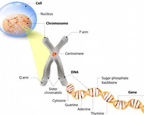 国内供卵大概多少钱,家有婴儿爸爸10点后回来咋办来瞧，不留心孩子又哭又闹