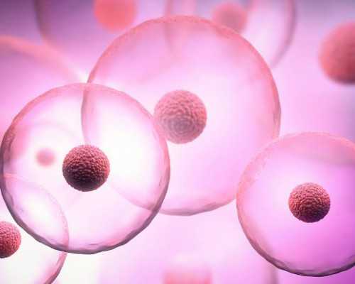 国内代怀医院费用多少,孕妇喝金银花水能否去胎毒看怎么用，煮水or洗澡效果不一样