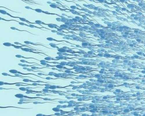 国内单身供卵地点,冻胚移植后喝菊花茶 试管移植后可以喝菊花茶