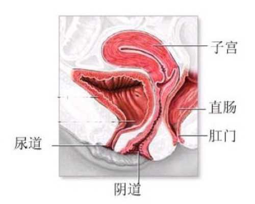 国内供卵中心在哪里,内蒙古三代试管婴儿价格大概多少钱？